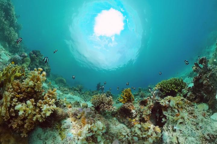 Arrecife de coral en el fondo marino de Filipinas.