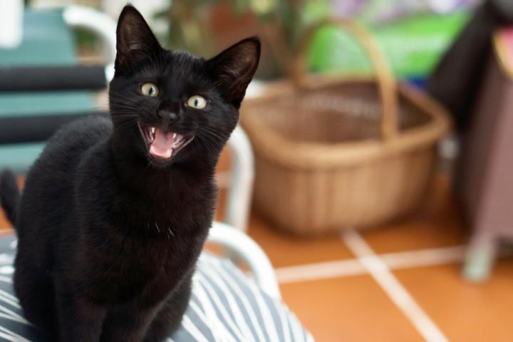 Gato negro