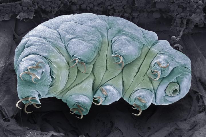 Micrografía electrónica en color de una tardigrada, también conocido como oso de agua.