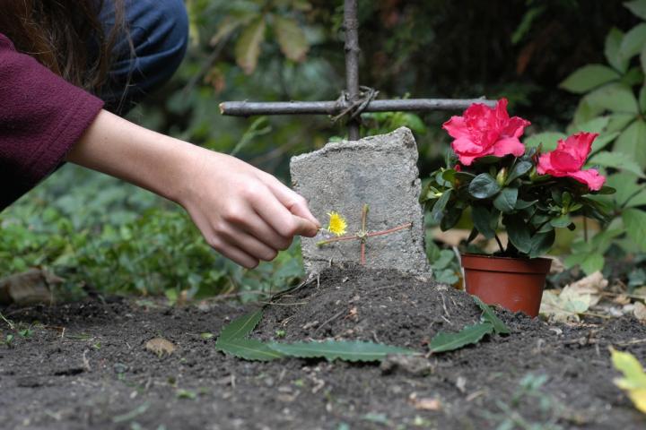 Un cementerio de animales