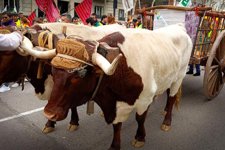 Carro de bueyes por el centro de Madrid