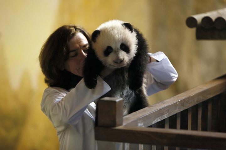 Xing Bao nació el 30 de agosto de 2013 en el Zoo Aquarium de Madrid.