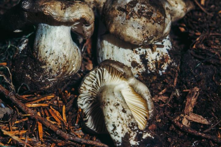 Setas Hygrophorus marzuolus, en una imagen de archivo