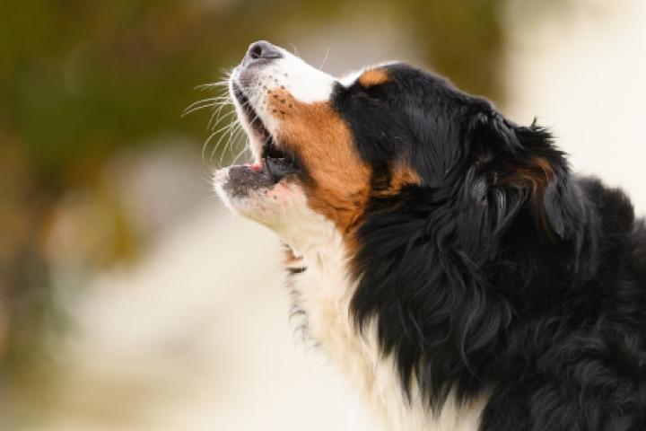 Un perro ladrando