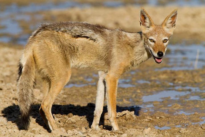 Chacal de espalda negra