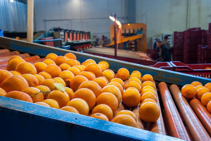 Imagen de archivo de naranjas en una cinta transportadora.