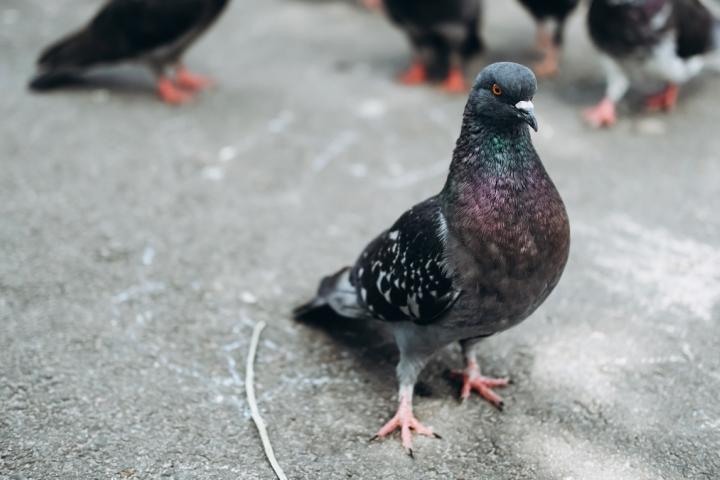 Palomas en la ciudad