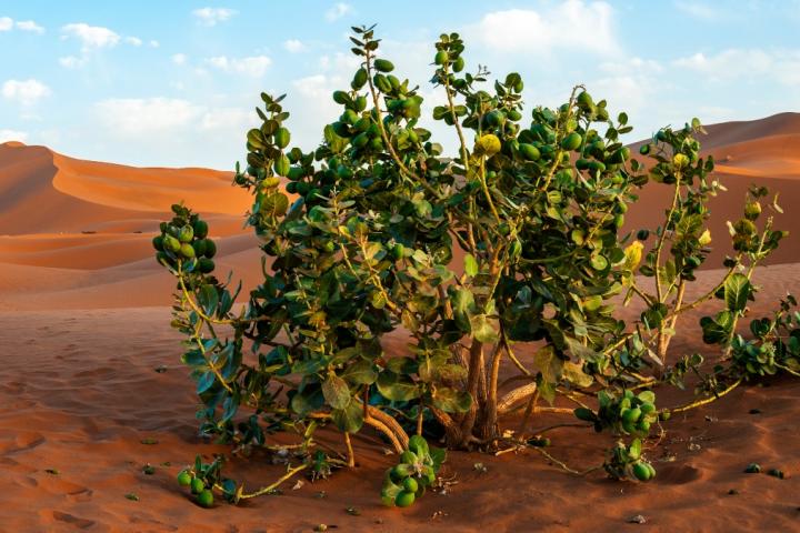 El manzano de Sodoma invade el sur y el suroeste de Gran Canaria