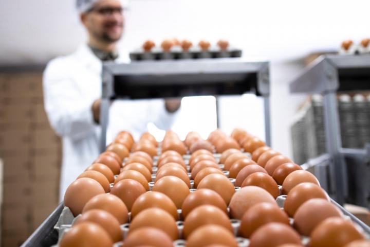 Producción y empaquetado de huevos en una empresa española.