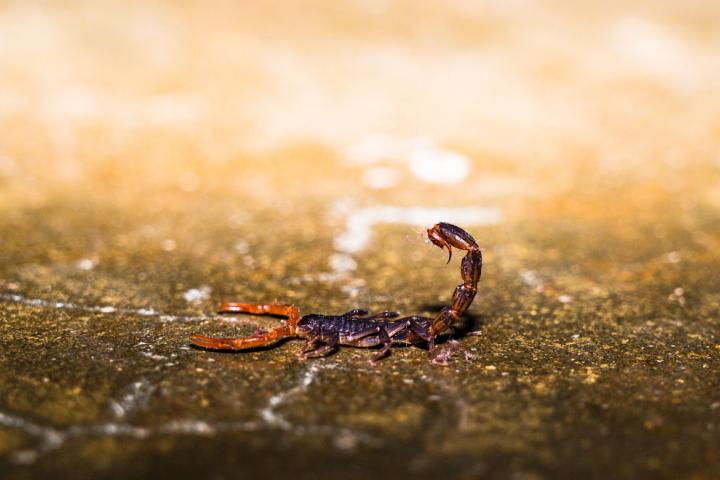 Imagen de archivo de un escorpión