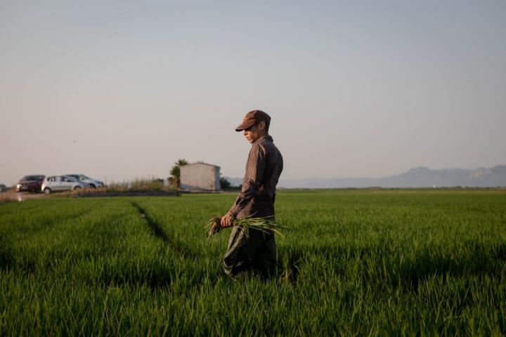 Una plantación de arroz en Valencia, en una imagen de archivo