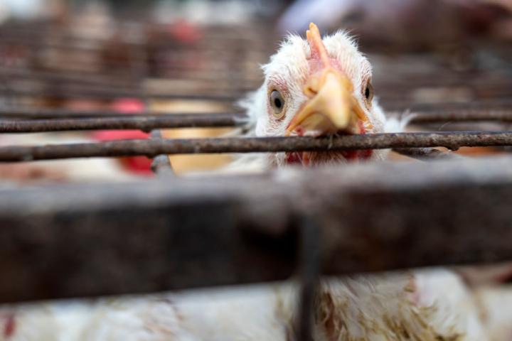 Un pollo mira a cámara desde el interior de una jaula de un gallinero.