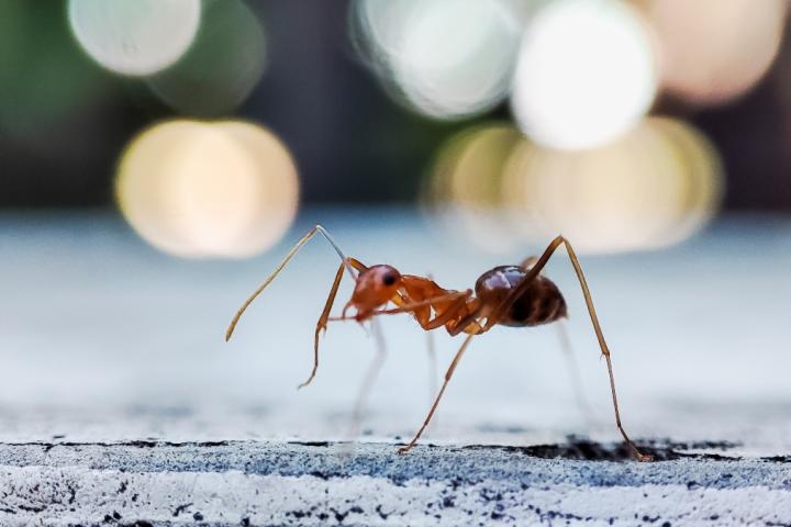 Hormiga loca (paratrechina longicornis)