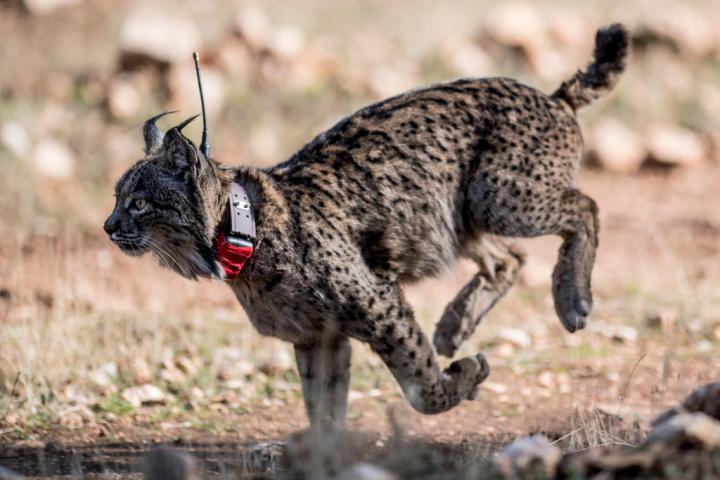Un ejemplar de lince ibérico liberado dentro del plan de repoblación.