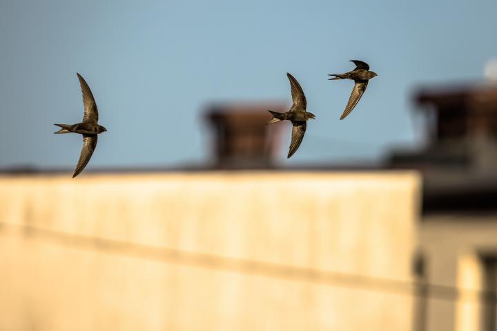 A finales del mes de marzo los vencejos llegan a España procedentes de África.