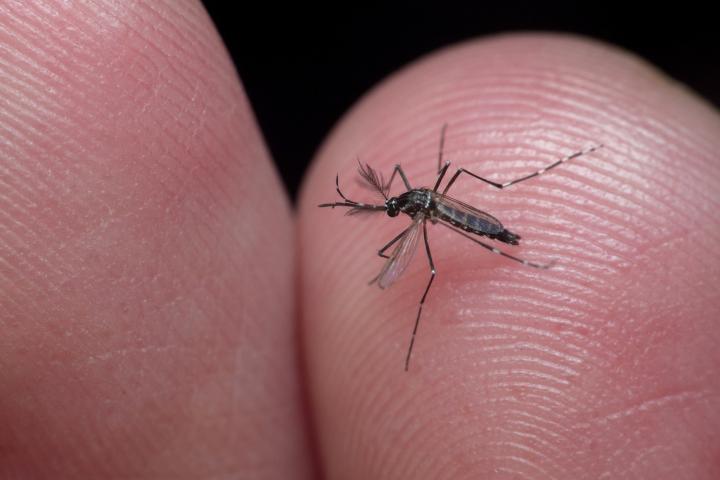 Imagen de archivo de un mosquito del dengue en Brasi.