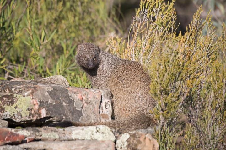 Ejemplar de 'meloncillo' o mangosta egipcia