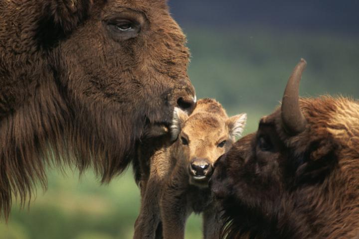 Imagen de archivo de dos bisontes europeos ('Bison bonasus') junto a su cría.