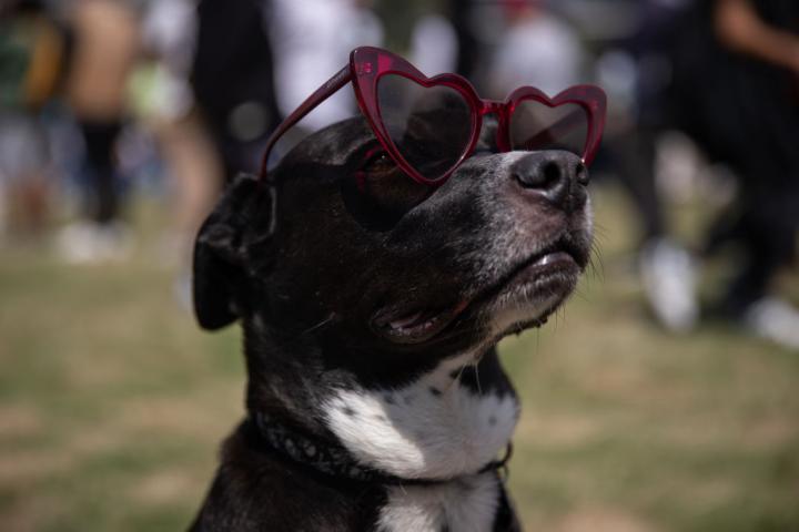Un perro, con gafas de sol, durante el eclipse solar anular visto en México en 2023.
