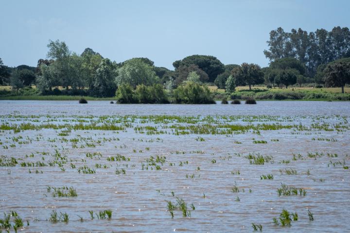 Crece nivel de inundación de la marisma de Doñana, llegando a zonas secas hace una semana