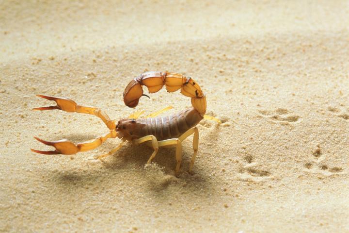 Diferentes especies de escorpiones en España
