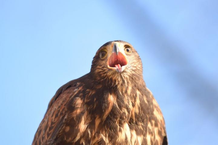 Un ejemplar de águila Harris.
