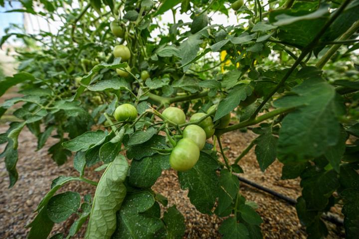 Una plantación de tomates, en una imagen de archivo