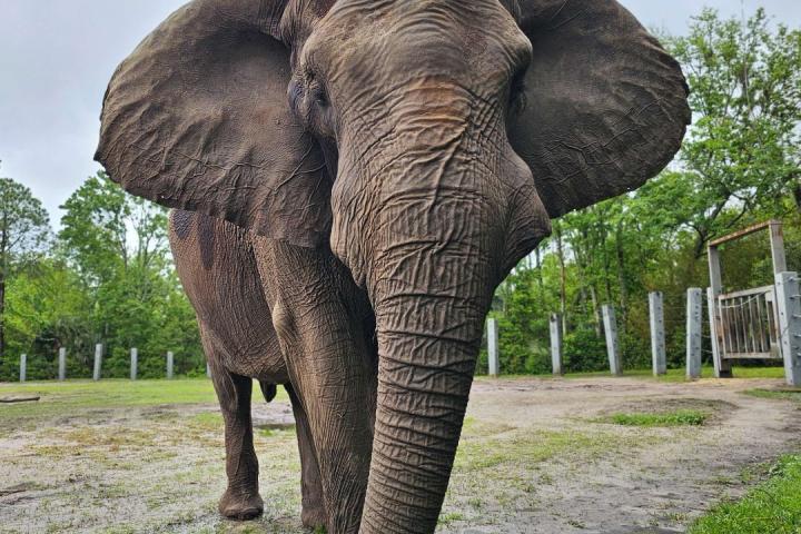 Ali, el elefante de Michael Jackson.