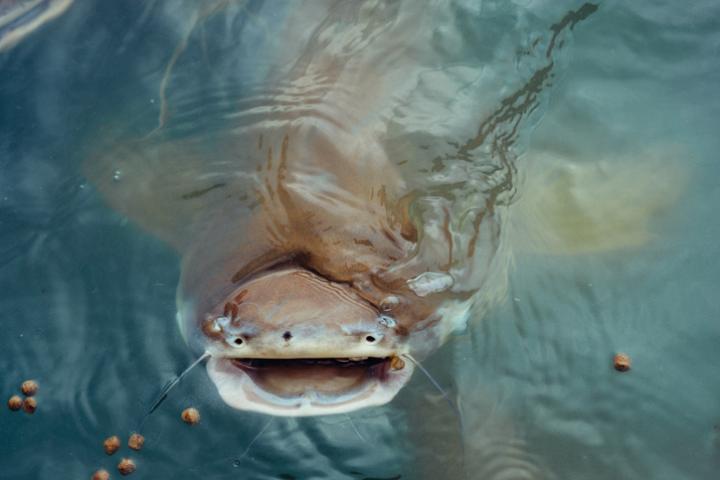 Imagen de archivo de un siluro.