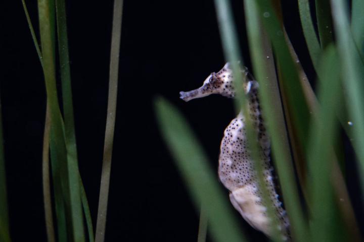 Un caballito de mar, en una imagen de archivo