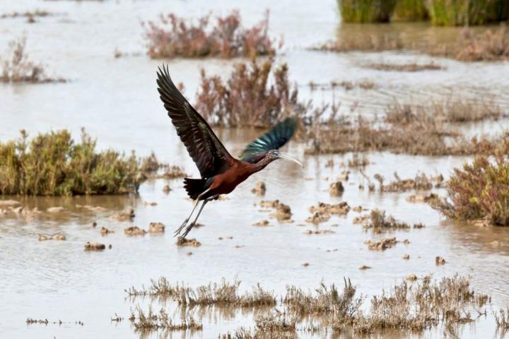 Un ibis echa a volar en el Parque Nacional de Doñana.