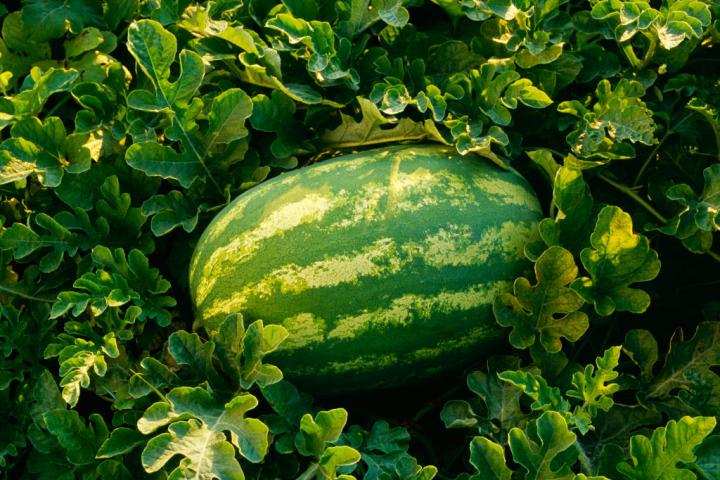 Una sandía, a punto