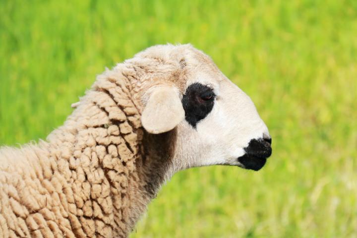 Imagen de archivo de un cordero marroquí.