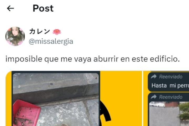 El tuit de @missalergia