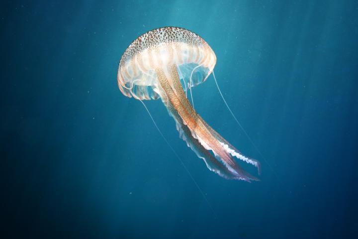 Medusas más peligrosas de España