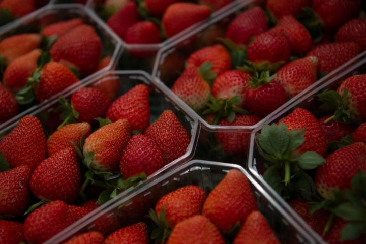 Fresas de Huelva, recién recogidas