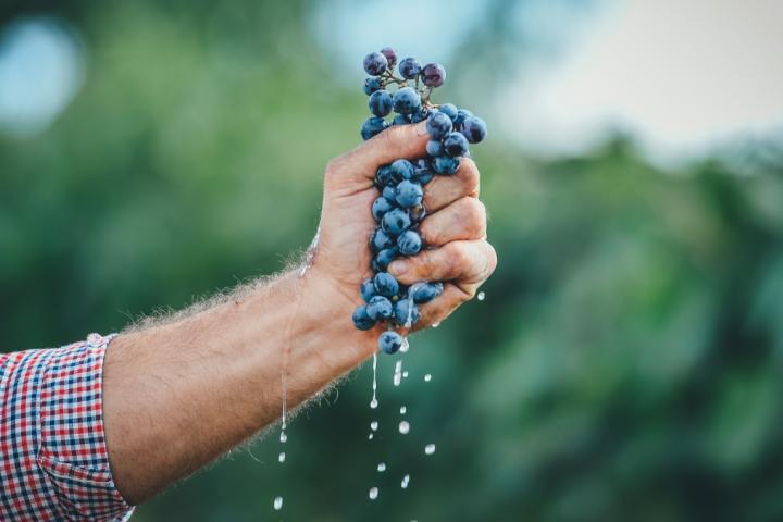 Las heladas primaverales afectan a viñedos en España