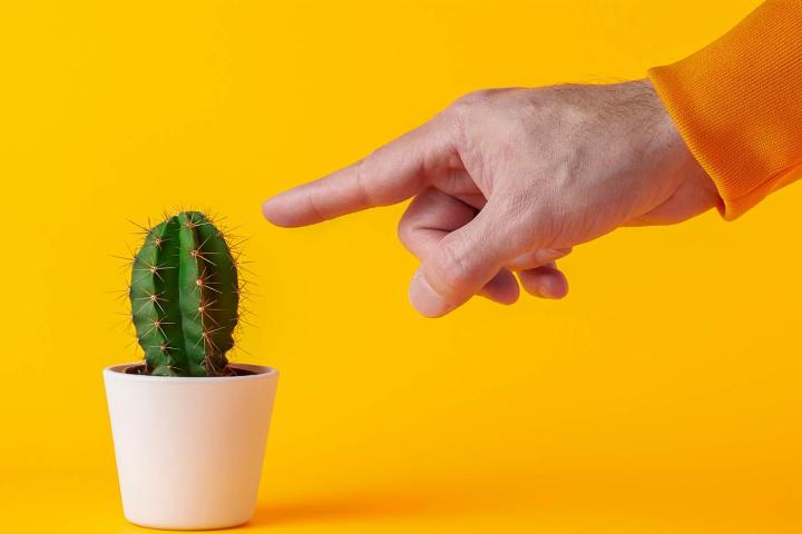 Persona tocando un cactus