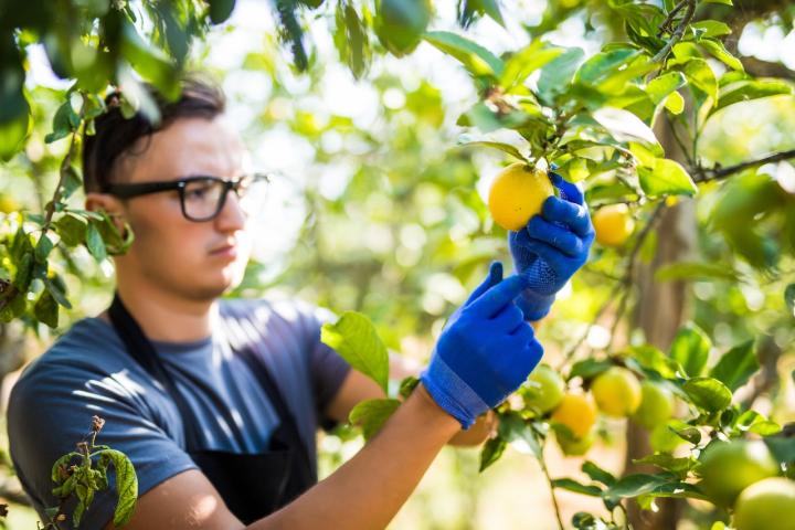 Un productor de limones recoge su producto en la finca donde los produce.