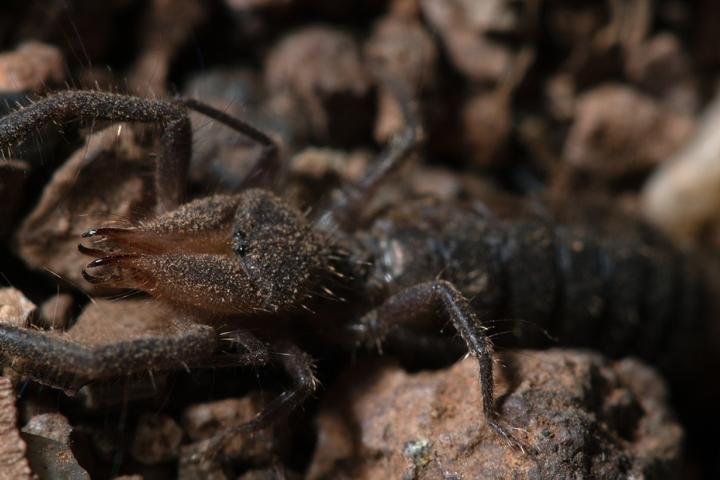 La araña camello descubierta por el CSIC en España