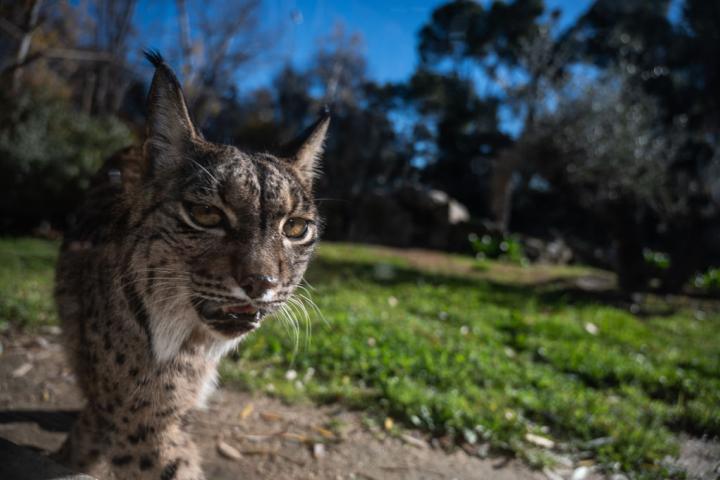 Un lince ibérico en España