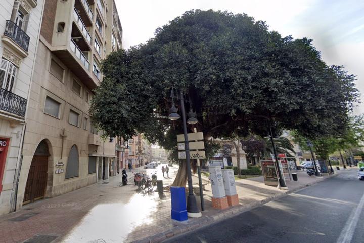 El ficus de la Plaza de España, Valencia, antes de su envenenamiento.