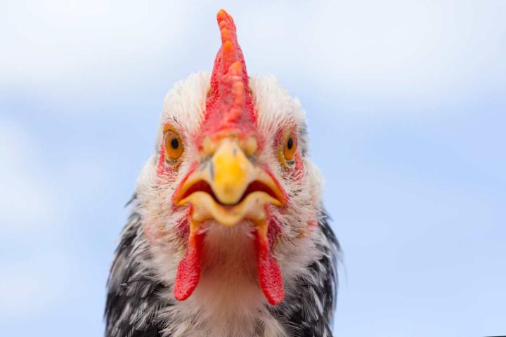 Gallina sorprendida