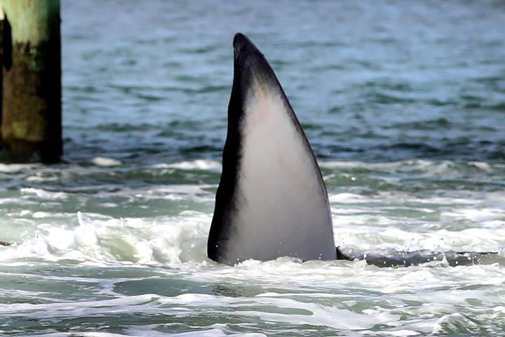 Detalle de un ejemplar de ballena