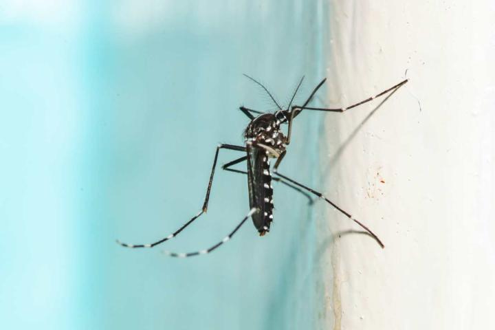 El conocido mosquito tigre