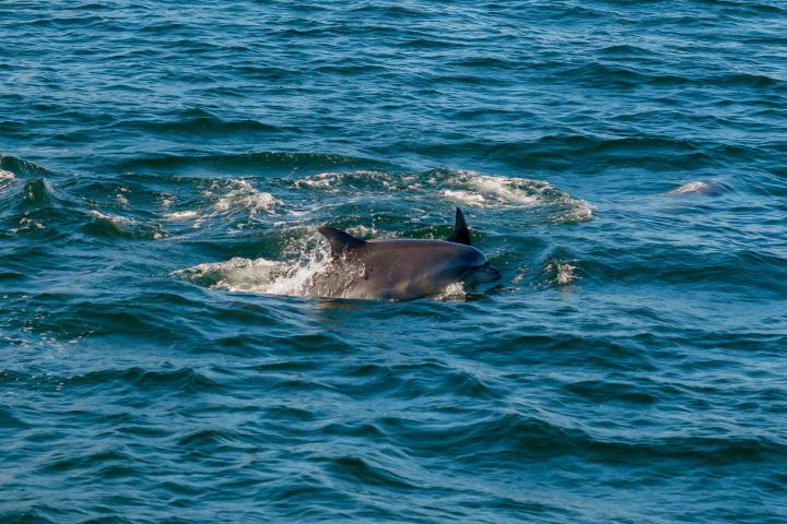 Un delfín.