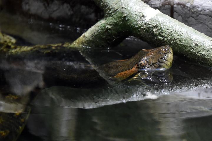 Un ejemplar de anaconda verde en una imagen de archivo en un parque natural de Roma