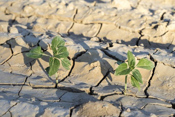 Efectos de la sequía en un campo.