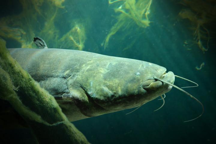 Imagen de archivo de un siluro ('Silurus glanis').