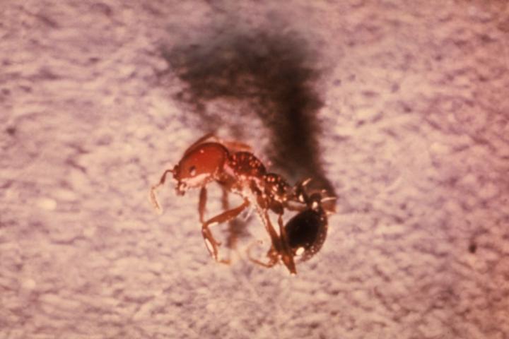Imagen de archivo de una hormiga de fuego
